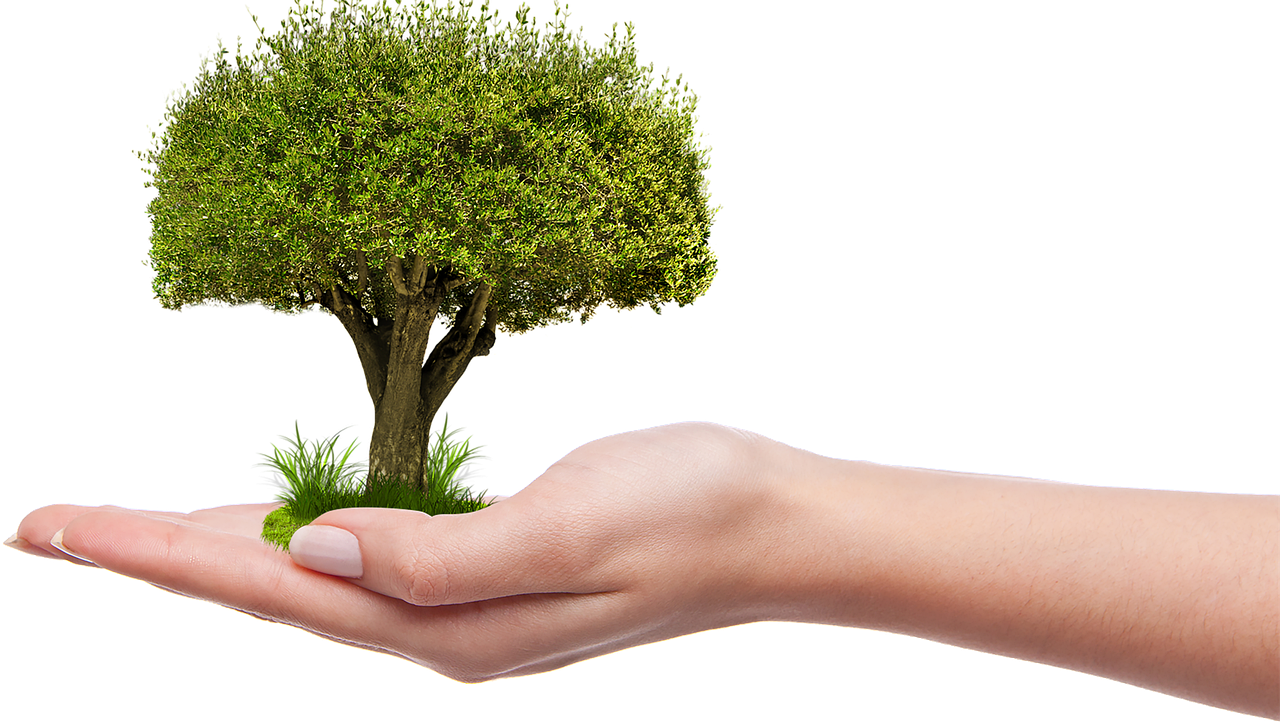 Umut, A. (2016). Árbol, Creciente, Jardinería, Plantar [Illustration]. Pixabay.