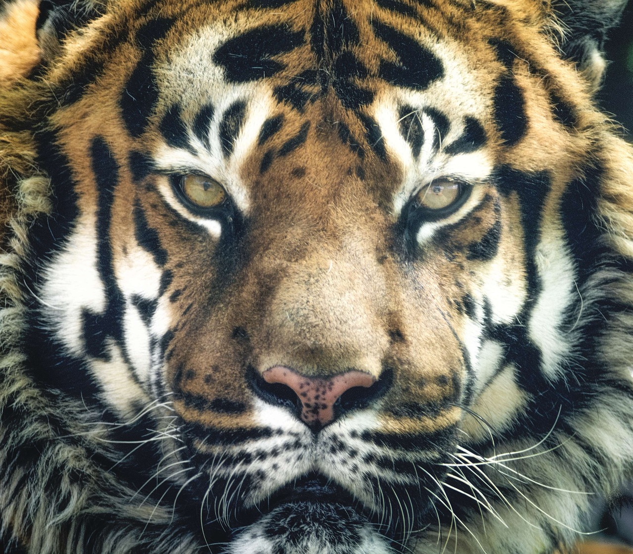 Lindsay, I. (2017). Tigre, Bengala, Rayas, Ojos, Cerrar [Photograph]. Pixabay.